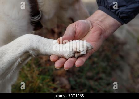 Vecchio cane che dava zampa all'uomo. Zampa di cane nella mano dell'uomo. Fiducia, amicizia, cura. Foto Stock