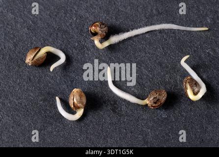 I semi germogliati di piante di canapa sono pronti per la semina su fondo di pietra nera. Coltivazione di cannabis Foto Stock