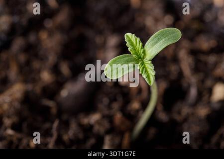 Pianta medica di canapa giovane in crescita da semi germogliati o da primo piano di piantine nel suolo. Concetto di coltivazione della cannabis. Sfondo scuro con spazio di copia Foto Stock