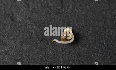 I semi germogliati di piante di canapa sono pronti per la semina su fondo di pietra nera. Coltivazione di cannabis Foto Stock