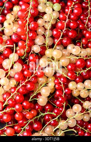 Primo piano di ribes rosso e bianco, consistenza fresca dei frutti di bosco maturi. Concetto di raccolta estiva, vivace schema di frutta biologica Foto Stock