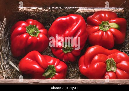Peperoni rossi disposti in cassa di legno con fieno, vista dall'alto. Raccolto biologico fresco, concetto di prodotti agricoli rustici Foto Stock