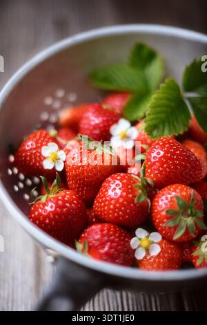 Fragole mature organiche in un colino metallico rustico da vicino. Frutti di bosco freschi e succosi con fiori e foglie, prodotti agricoli naturali e concetto di alimentazione sana Foto Stock