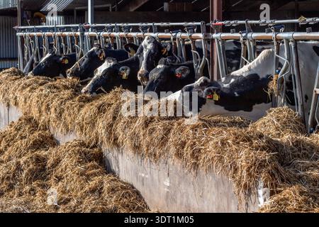 Vacche da latte Holstein che mangiano insilato in capannoni di West Cork, Irlanda. Foto Stock