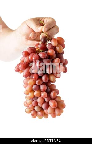 Mano maschile che tiene un mazzo di grandi uve rosse isolate su fondo bianco Foto Stock