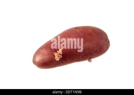 Patata rossa germogliata isolata su sfondo bianco. Una patata con germogli in crescita. Foto Stock