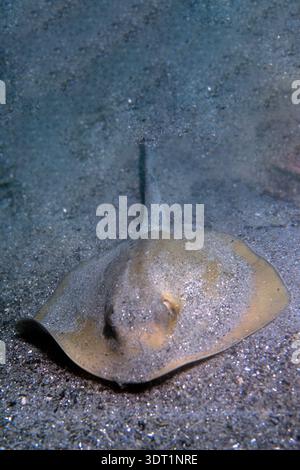 Ray, Stingray o Stingray (Dasyatis pastinaca) Porto Pozzo. OT, Sardegna, Italia Foto Stock