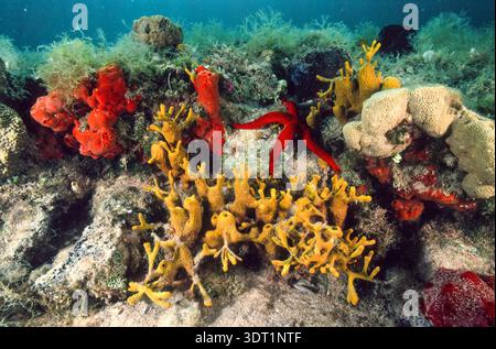 Barriera corallina in mare, stelle marine rosse Echinaster sepositus che strisciano sul fondo marino tra spugne gialle e rosse, paesaggio subacqueo, Alghero e Sardin Foto Stock