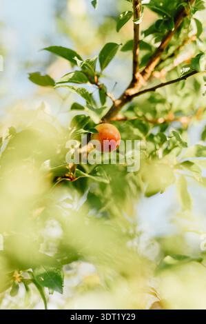 Prugne Mirabelle mature sul ramo con una sfocatura in primo piano da sogno Foto Stock