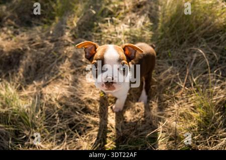 Primo piano di Boston terrier cucciolo con bellissimi occhi giganti Foto Stock