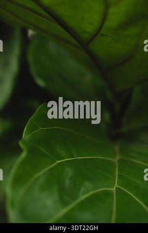Macro primo piano di piante di fichi a foglia di cocco con vene visibili Foto Stock