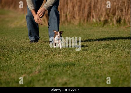 Il cucciolo Boston terrier gioca e corre con l'uomo all'aperto Foto Stock