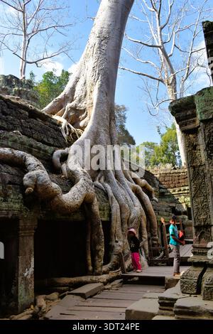 Tempio di TA Prohm in Cambogia Foto Stock