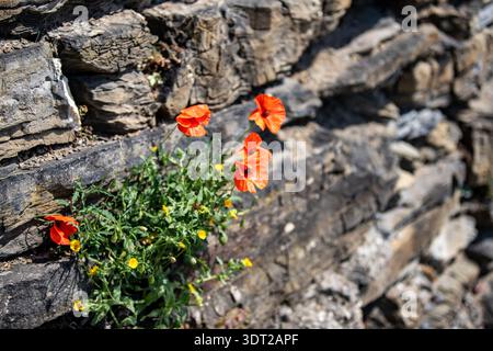 Un primo piano di Papaver dubium che cresce dalla roccia, un papavero dalla testa lunga. Foto Stock