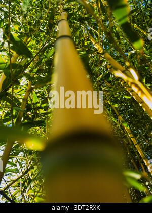 Un tiro estremo dall'angolo basso che guarda verso l'alto una canna di bambù gialla verso la tettoia della foresta di Budapest con una profondità di campo bassa che crea un senso di altezza Foto Stock