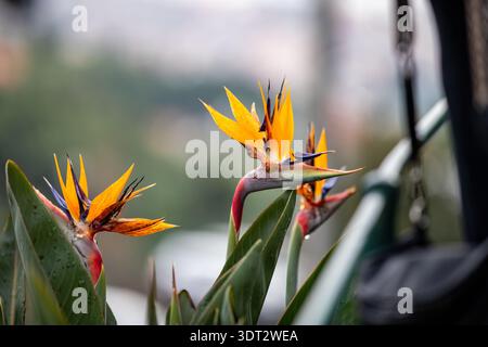 Fiore della Strelitzia reginae, colorato uccello di fiori paradisiaci nel giardino botanico di Funchal, Madeira, primo piano Foto Stock