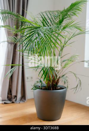 Verde palma interna Howea in vaso collocato in luminoso e moderno appartamento. Interni scandinavi con luce naturale e arredamento minimalista. Foto Stock
