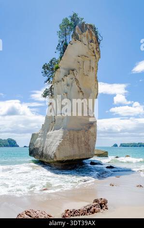 Cathedral Cove è conosciuta per le sue splendide formazioni rocciose naturali, tra cui la famosa te HOHO Rock. Questo punto di riferimento presenta un alto calcare bianco Foto Stock