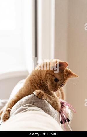 Gatto tabby arancione disteso sul retro di un divano all'interno, che scende con la zampa verso un giocattolo in piuma in una luce naturale soffusa Foto Stock