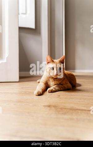 Gatto tabby arancione adagiato su un pavimento in legno al coperto vicino a una porta, riposante e guardando avanti con luce naturale soffusa. Foto Stock
