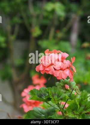 pelargonium in fiore (geranio zonale, Pelargonium hortorum) con fiori corallini rosa e foglie verdi in un giardino, fotografato in luce naturale con S Foto Stock