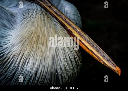 profili di pellicani per mostrare la loro posizione affascinante, la parte anteriore e il becco. Foto Stock