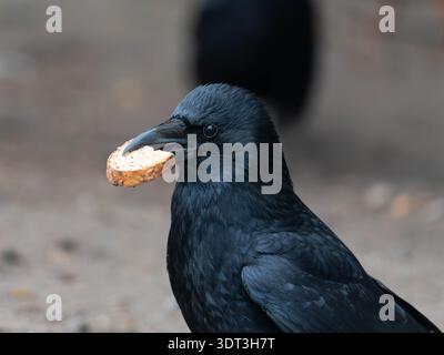 Ritratto ad alta risoluzione di un corvo con pane in bocca - rubare cibo Foto Stock
