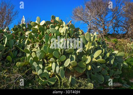 Grande cactus verde di fichi d'India con frutti rossi maturi che crescono su una collina sotto un cielo azzurro limpido e alberi secchi in una giornata di sole a Malta. Foto Stock