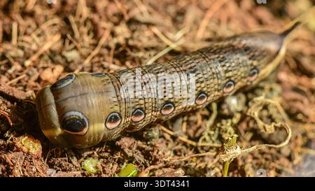 Tersa Sphinx Moth caterpillar per il foraggio alimentare. Foto Stock