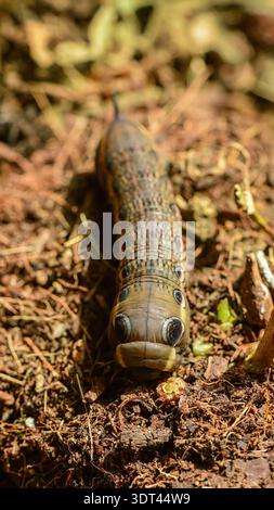 Tersa Sphinx Moth caterpillar per il foraggio alimentare. Foto Stock