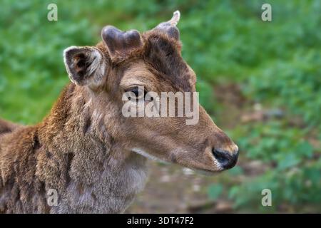 Ritratto ravvicinato del cervo europeo (Dama dama) con corna appena ricreate Foto Stock