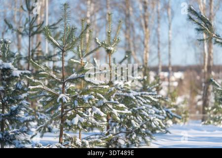 Serena scena di boschi innevati con orizzonte lontano. Tranquillo ambiente all'aperto con alberi di pino illuminati dal sole e ombre morbide sul campo di neve Foto Stock