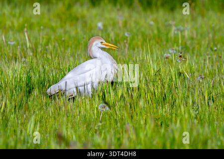 Allevamento di bovini (Ardea ibis / Bubulcus ibis) adulti in estate plumage foraggio per insetti in prato / prati con fiori selvatici in primavera Foto Stock
