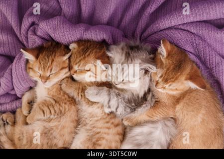 Primo piano di quattro simpatici gattini che dormono di fila Foto Stock