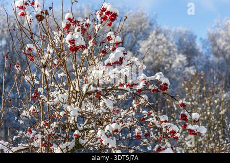 Bacche di viburnum rosse sotto la neve. La prima neve in inverno nel giardino. Foto Stock