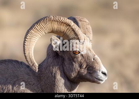 Primo piano di un montone di pecore di Rock Mountain Bighorn nel Wyoming Foto Stock