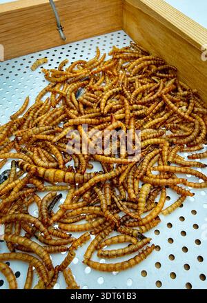 Primo piano dei vermi secchi su un alimentatore per uccelli con piattaforma perforata, sospesa, a vassoio aperto. I vermi da carne sono un alimento nutriente e ricco di proteine che attira insec Foto Stock