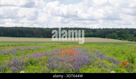 Un campo di facelia in fiore azzurro si gonfia dolcemente nella brezza estiva, disseminato di vivaci fiori di mais e di papaveri rossi luminosi vicino al morbido blu Foto Stock