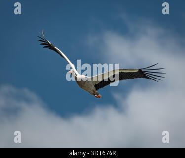 Cicogna bianca in volo contro il cielo blu con nuvole Foto Stock