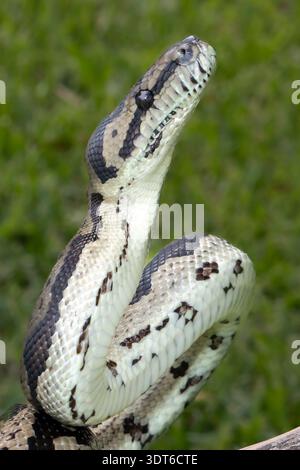 Primo piano di un Python del tappeto della giungla australiana Foto Stock