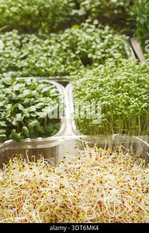 Raccolta di Microgreen e germogli freschi disposti in contenitori in un ambiente da giardino sostenibile Foto Stock