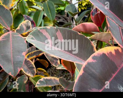 Una vista delle foglie della pianta del rubino Ficus elastica, in mostra in un vivaio locale. Foto Stock