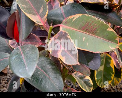 Una vista delle foglie della pianta del rubino Ficus elastica, in mostra in un vivaio locale. Foto Stock