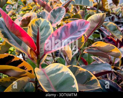 Una vista delle foglie della pianta del rubino Ficus elastica, in mostra in un vivaio locale. Foto Stock