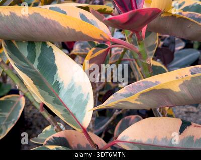 Una vista delle foglie della pianta del rubino Ficus elastica, in mostra in un vivaio locale. Foto Stock