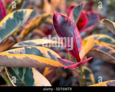 Una vista delle foglie della pianta del rubino Ficus elastica, in mostra in un vivaio locale. Foto Stock