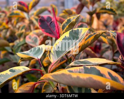 Una vista delle foglie della pianta del rubino Ficus elastica, in mostra in un vivaio locale. Foto Stock