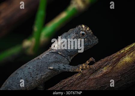 Macro ritratto dettagliato di un giovane Gonocephalus kuhlii (drago della foresta di Kuhl) con sfondo isolato a Giava centrale, Indonesia. Foto Stock