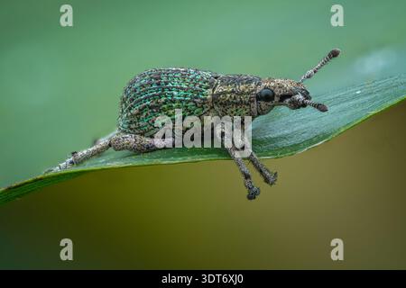 Profilo macro laterale estremo di un Episomus weevil arroccato su un bordo di foglia che mostra la segmentazione del corpo e i dettagli delle gambe, macro Java-Indonesia centrale. Foto Stock
