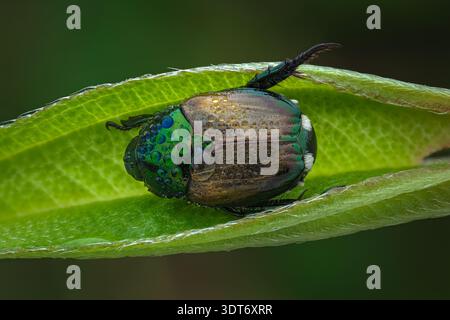 Vista macro dorsale estrema di uno scarabeo giapponese (Popillia japonica) con gocce di rugiada cristalline sul suo elytra metallico, Giava centrale-Indonesia. Foto Stock